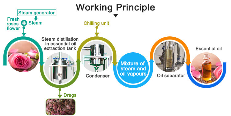 rose oil extraction machine process